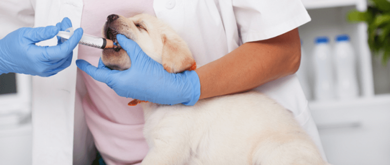 vermifuger son chien